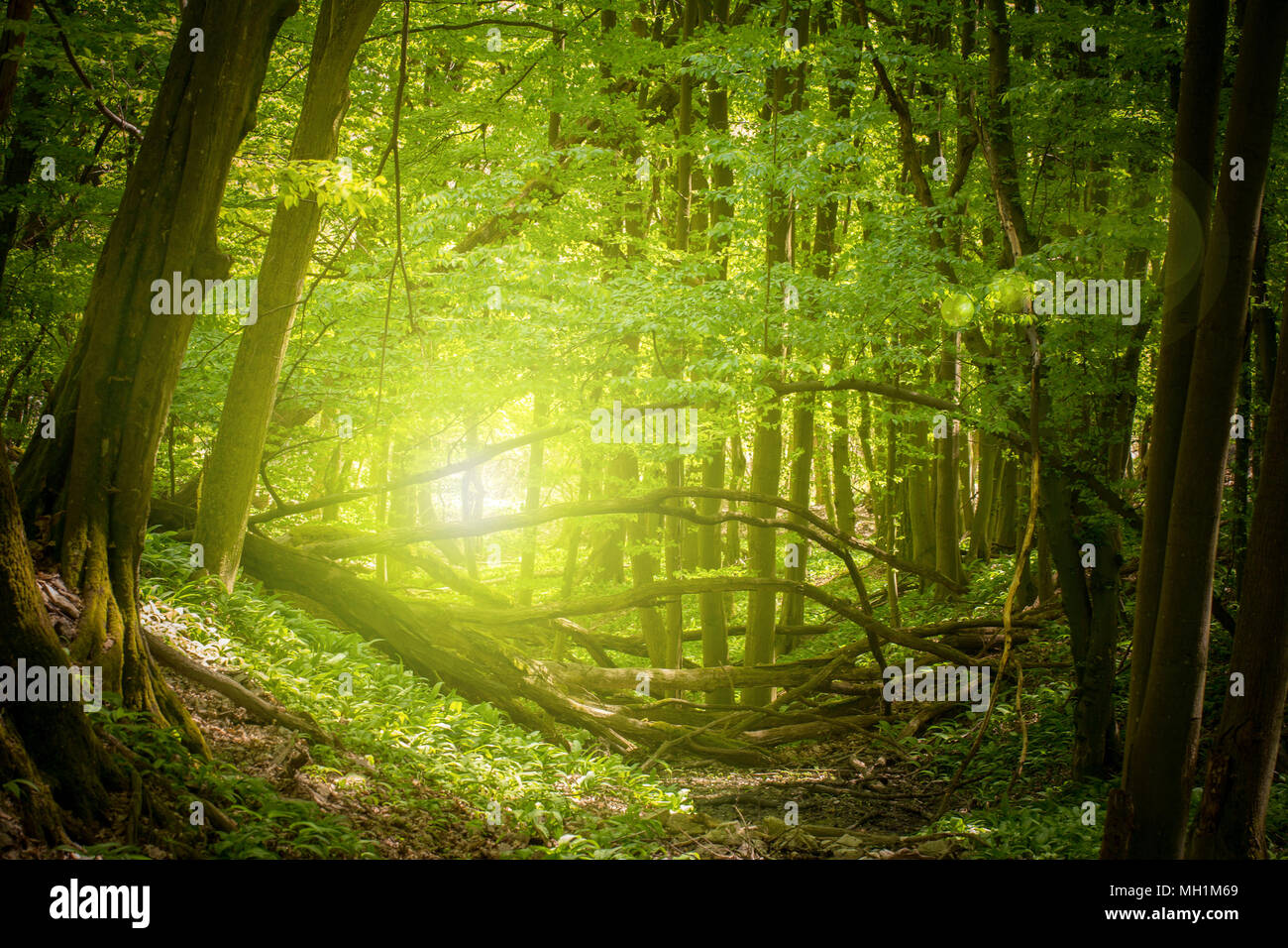 Magic forest Licht Stockfoto