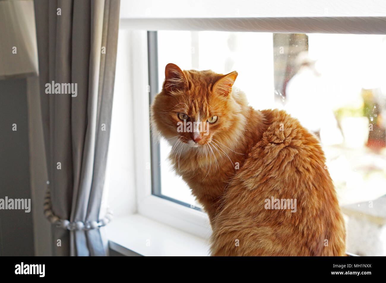 Ingwer lange Haare Katze sitzt auf der Fensterbank, Nahaufnahme, verdrehte Körper Stockfoto