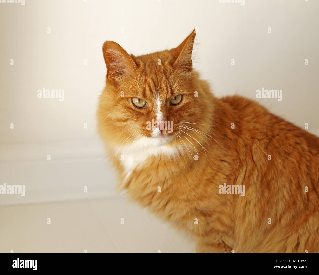 Ingwer lange Haare Katze mit grünen Augen, ganz nah an der Kamera. Innenaufnahmen der Hauskatze Stockfoto