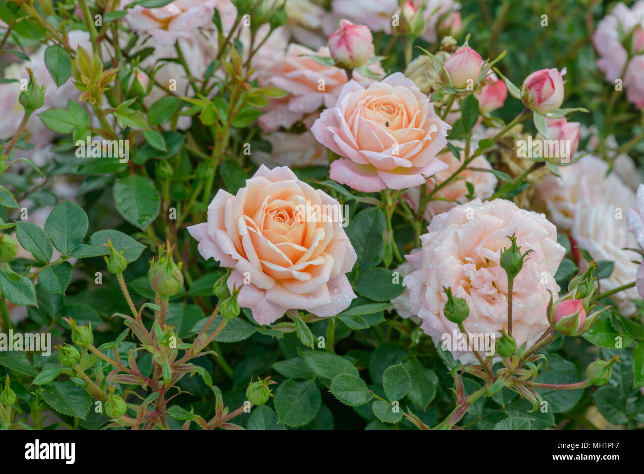 Rose Peachy Stockfoto