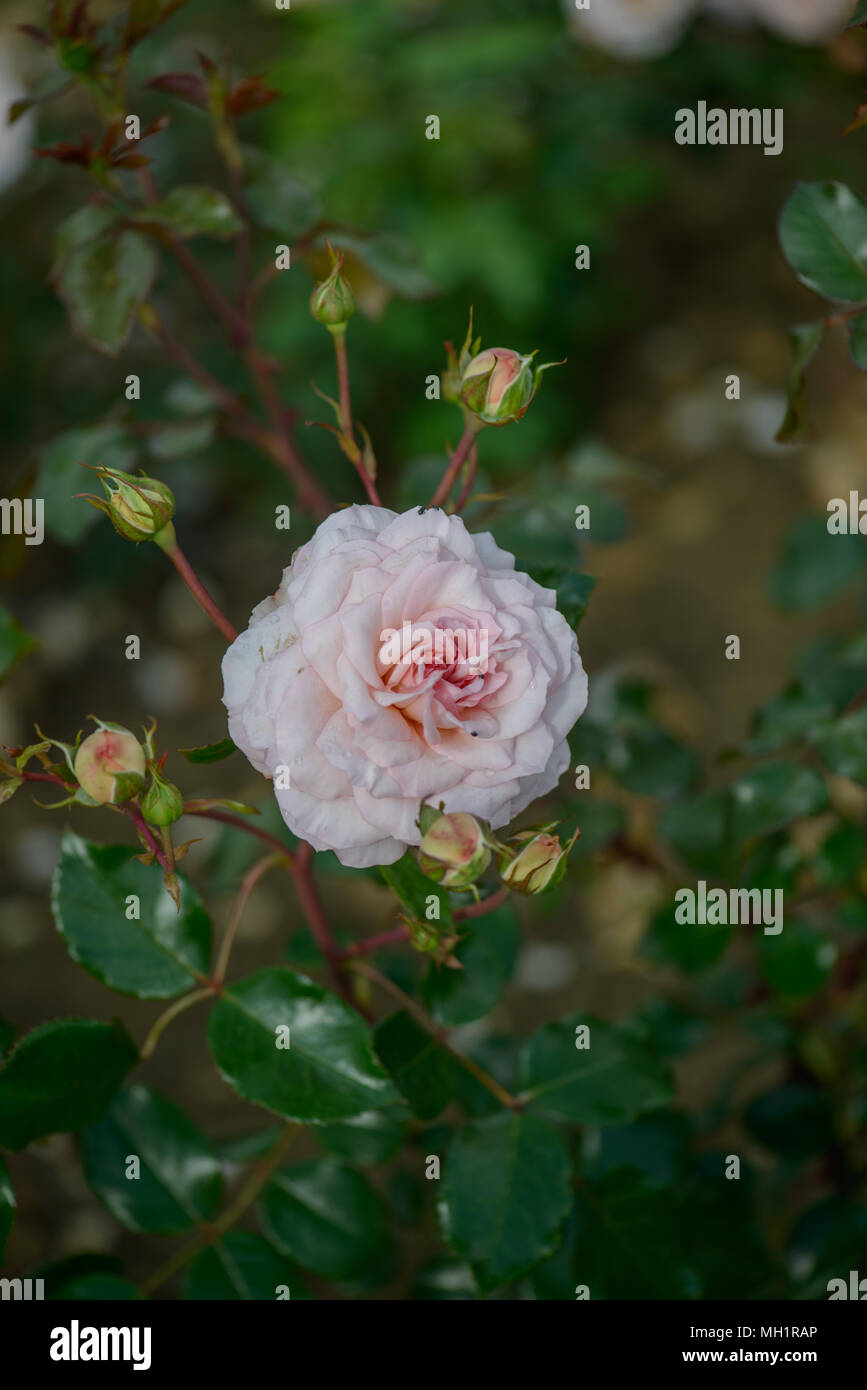 Rose Pearl Stockfoto