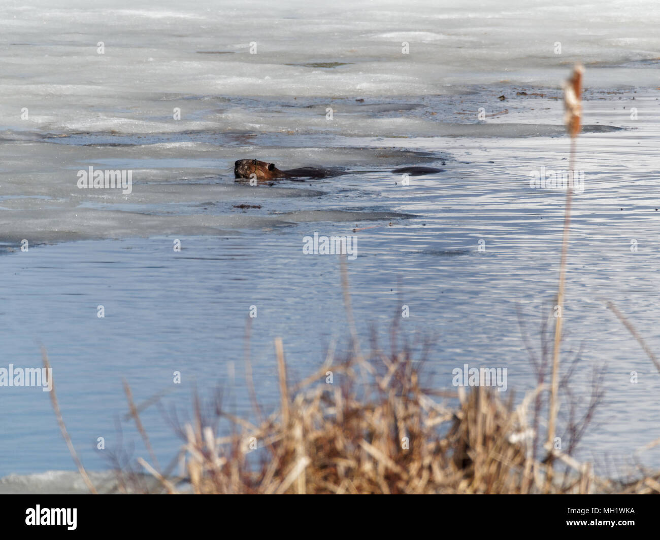 Quebec, Kanada. Ein Biber schwimmen in einem See im Frühjahr Stockfoto