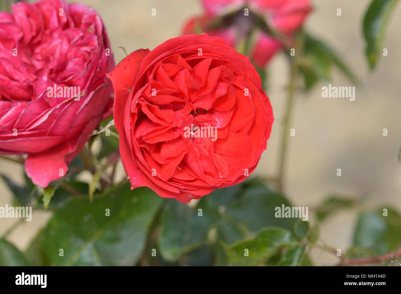 Rose Red Letter Day Stockfoto
