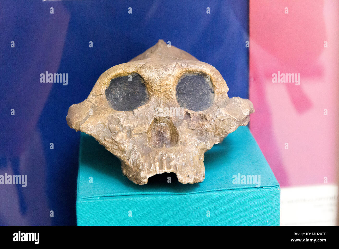 Kampala, Uganda. 15 Mai 2017. Schädel von Paranthropus boisei (auch bekannt als das robuste australopithecin). Das Uganda Museum, Sektion Paläontologie. Stockfoto
