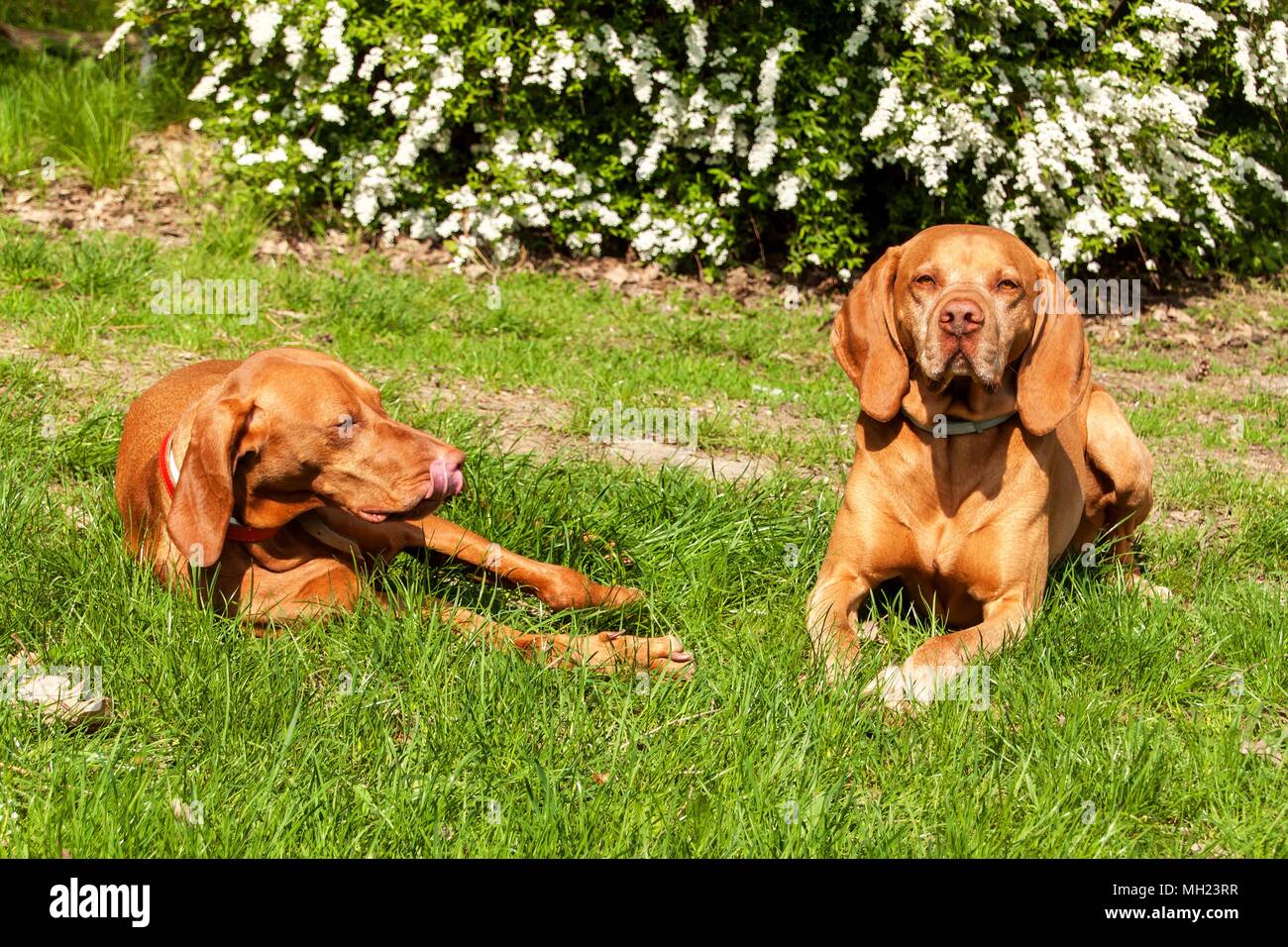 Ungarische bracke liegt im Gras. Rest für die Jagd. Jagd Hund auf einer  Wiese Stockfotografie - Alamy