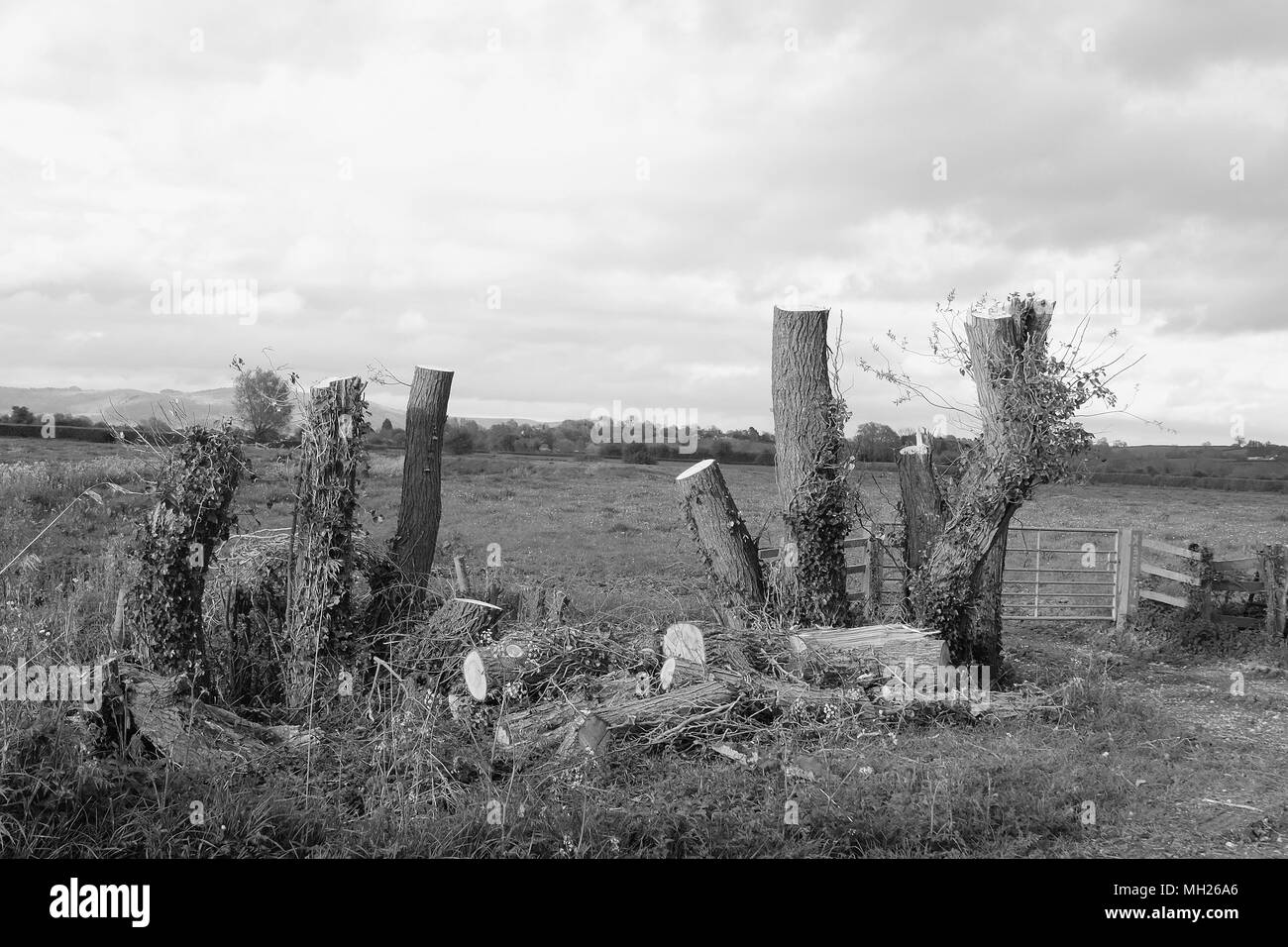 April 2018 - Schönheit Punkt zerstört? Niederwald der Bäume im ländlichen Somerset in der Nähe von Cheddar, mit einem Verlust von Pflanzen und Tieren Lebensraum. Stockfoto