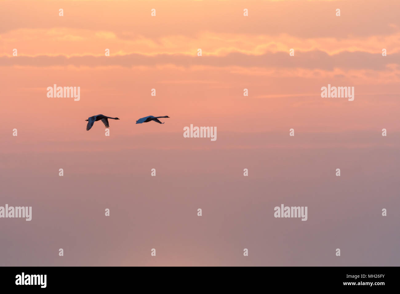 Paar fliegende Höckerschwäne, Cygnus olor, von einem bunten Himmel bei Sonnenuntergang Stockfoto