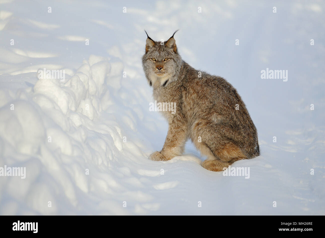 Kanada Luchs (Lynx canadensis) im Winter, im Schnee, Klondike, Yukon Territory, Kanada Stockfoto