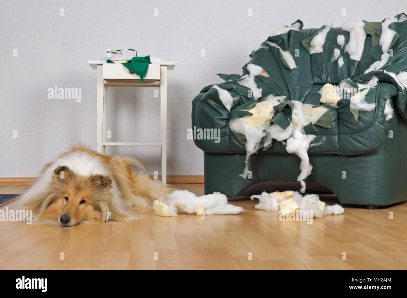 Gelangweilt Hund zerstört Leder Sessel im Wohnzimmer, der Hund ist der Völker Lieblingstier, Collie Hund Stockfoto