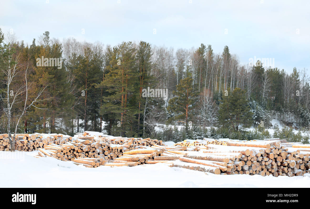 Winter. Woodpile von frisch geernteten anmeldet. Stapel von Holz bereit, aus einer Protokollierung Bereich geschleppt werden. Umweltschädliche Energien, Verschmutzung mit sm Stockfoto