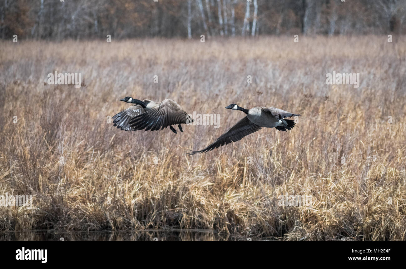 kanadische Gänse fliegen in einem Sumpfgebiet Stockfoto