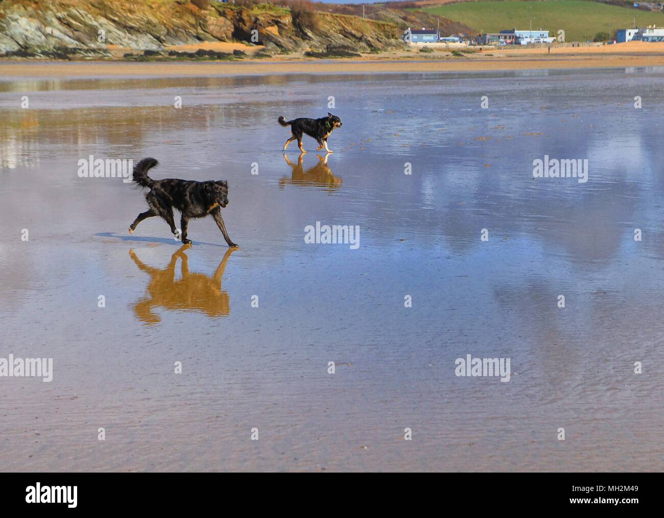 Zwei Hunde genießen, auf einer nassen Sandstrand an einem warmen Sommerabend. Stockfoto