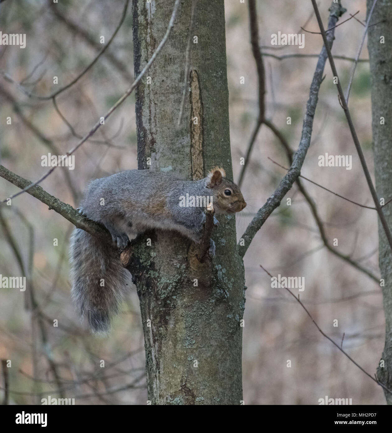 Graue Eichhörnchen auf Zweig der Baumstruktur Stockfoto