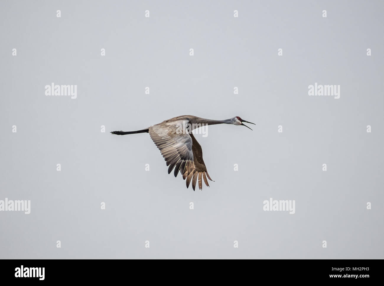 Sandhill Crane Fliegen Stockfoto