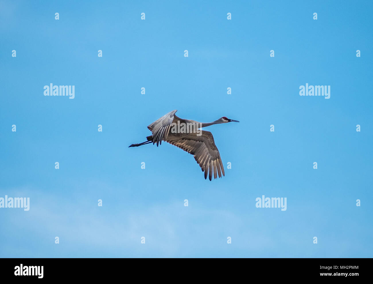Sandhill Crane Fliegen Stockfoto