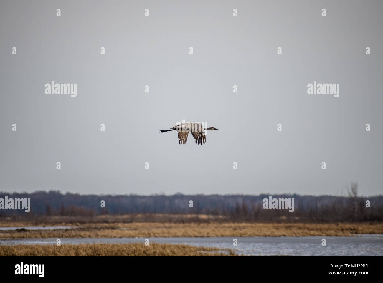 Sandhill Crane Fliegen Stockfoto