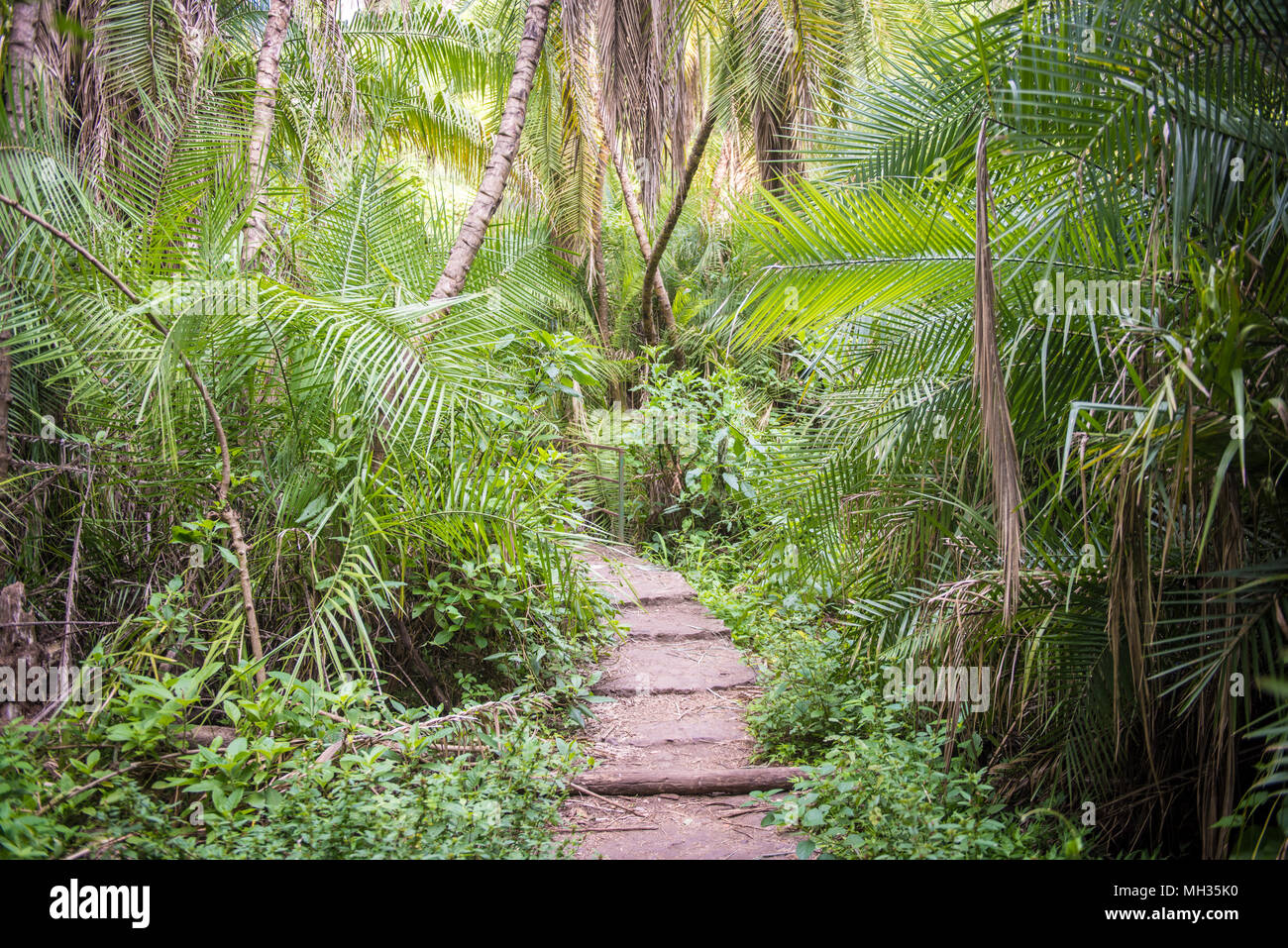 Ein Weg führt in den tropischen, üppigen Vegetation der Victoria Falls Regenwald. Victoria Falls, Sambia Stockfoto