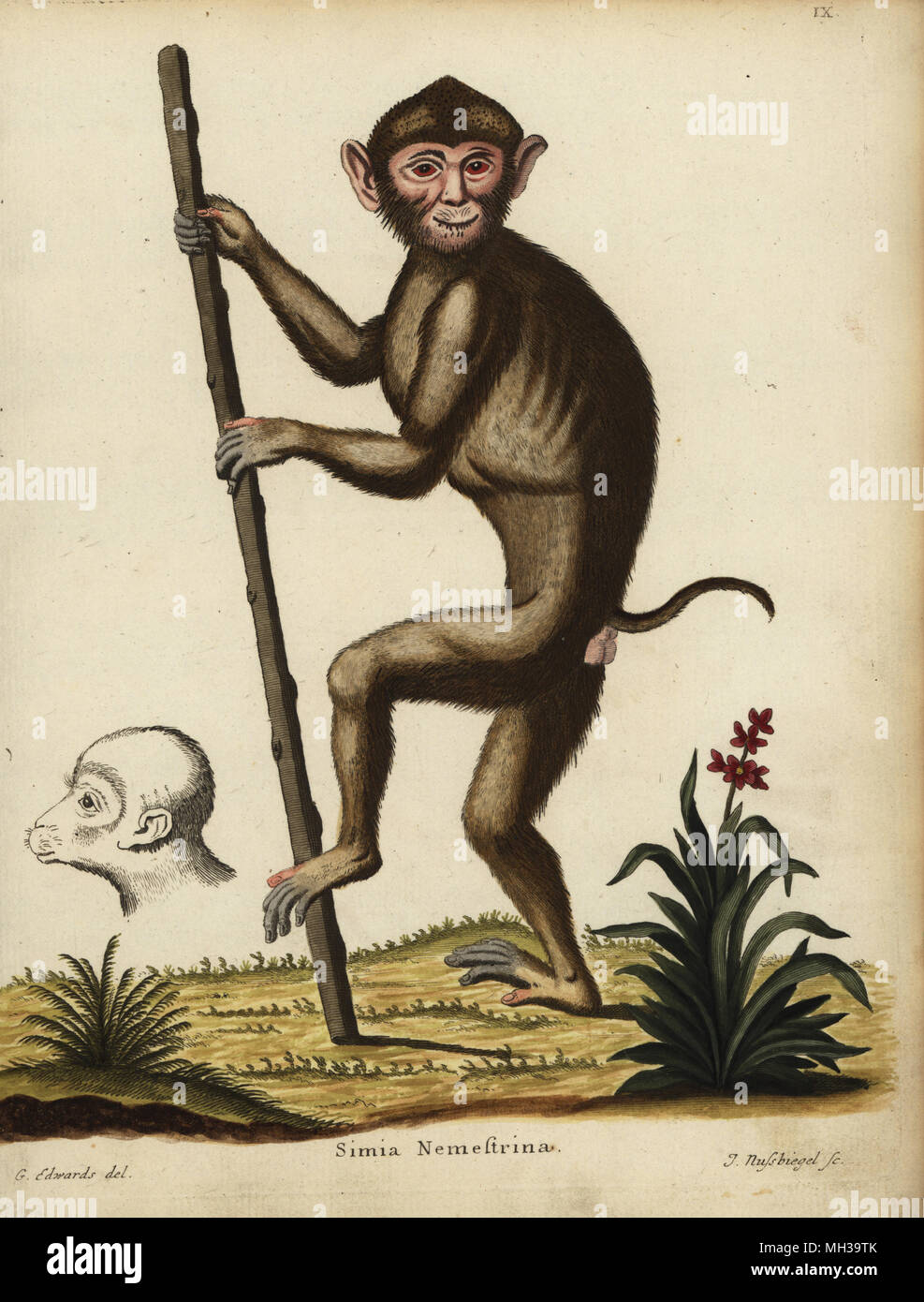 Südliche Schwein-tailed macaque, Macaca nemestrina. Verwundbar. Simia nemestrina. Papierkörbe Kupferstich von Johann Nussbiegel nach einer Illustration von George Edwards von Johann Christian Daniel Schreber's Animal Abbildungen nach der Natur, oder schreber's fantastische Tiere, Erlangen, Deutschland, 1775. Stockfoto