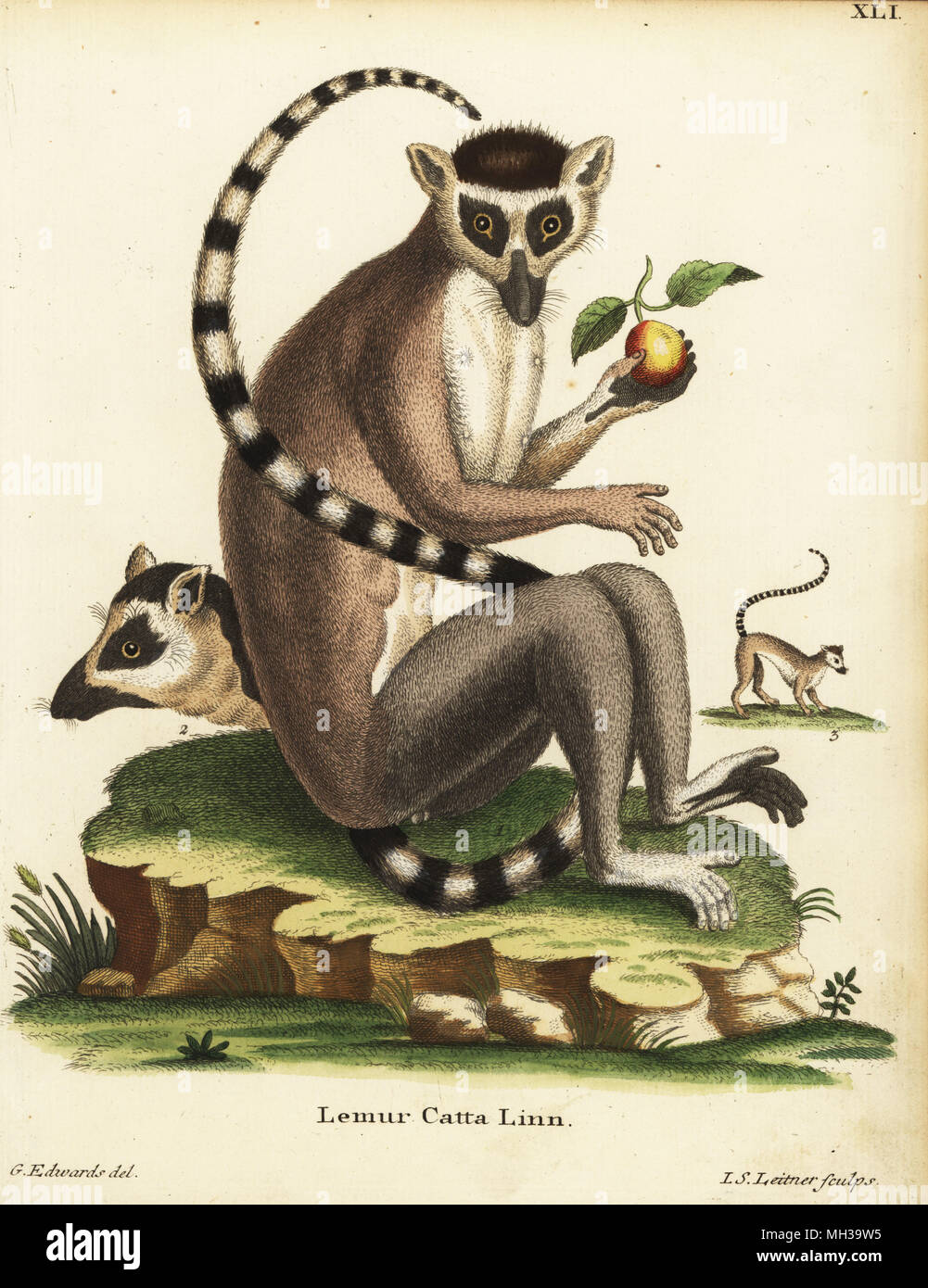 Ring-tailed Lemur, Lemur catta. Gefährdet. Lemur catta Linn. Papierkörbe Kupferstich von Johann Sebastian Leitner nach einer Illustration von George Edwards von Johann Christian Daniel Schreber's Animal Abbildungen nach der Natur, oder schreber's fantastische Tiere, Erlangen, Deutschland, 1775. Stockfoto