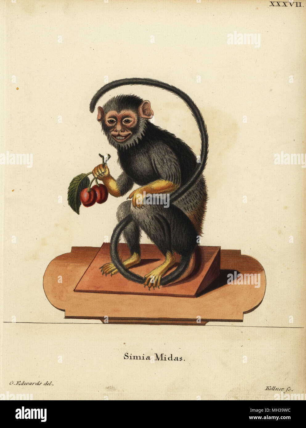 Rot- oder goldenen Händen Tamarin, Saguinus Midas. Simia Midas. Papierkörbe Kupferstich von Joseph Kellner nach einer Illustration von George Edwards von Johann Christian Daniel Schreber's Animal Abbildungen nach der Natur, oder schreber's fantastische Tiere, Erlangen, Deutschland, 1775. Stockfoto