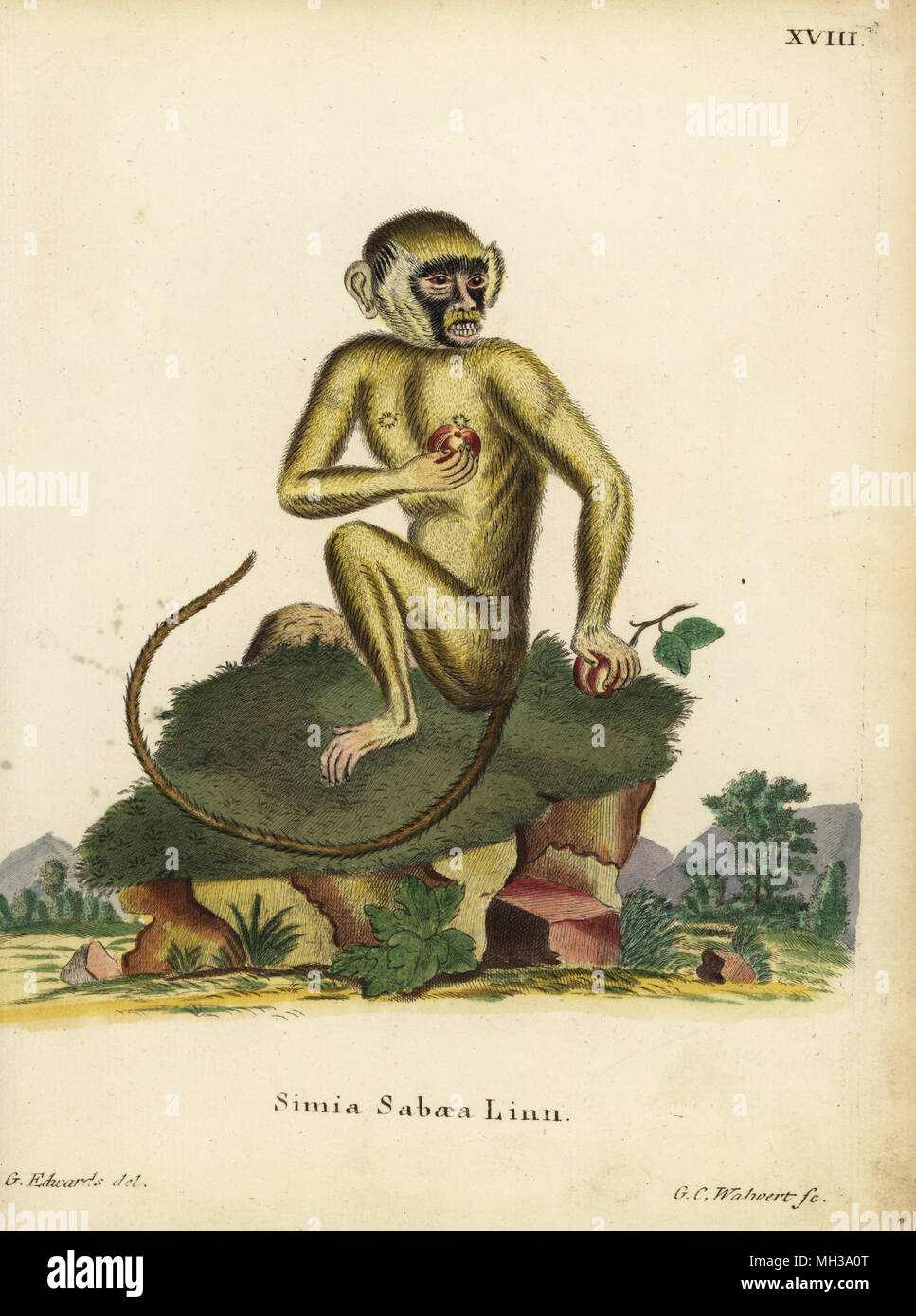 Green Monkey, Chlorocebus sabaeus. Simia sabaea Linn. Papierkörbe Kupferstich von G.C. Walwerth nach einer Illustration von George Edwards von Johann Christian Daniel Schreber's Animal Abbildungen nach der Natur, oder schreber's fantastische Tiere, Erlangen, Deutschland, 1775. Stockfoto