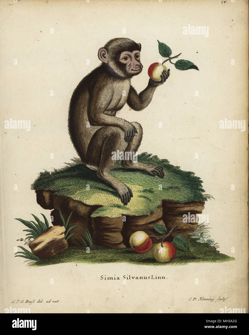 Barbary ape oder Makaken, Macaca sylvanus. Gefährdet. Simia silvanus Linn. Papierkörbe Kupferstich von C.D. Henning nach einer Abbildung aus der Natur von C. J. G. Reuss von Johann Christian Daniel Schreber's Animal Abbildungen nach der Natur gezeichnet, oder schreber's fantastische Tiere, Erlangen, Deutschland, 1775. Stockfoto