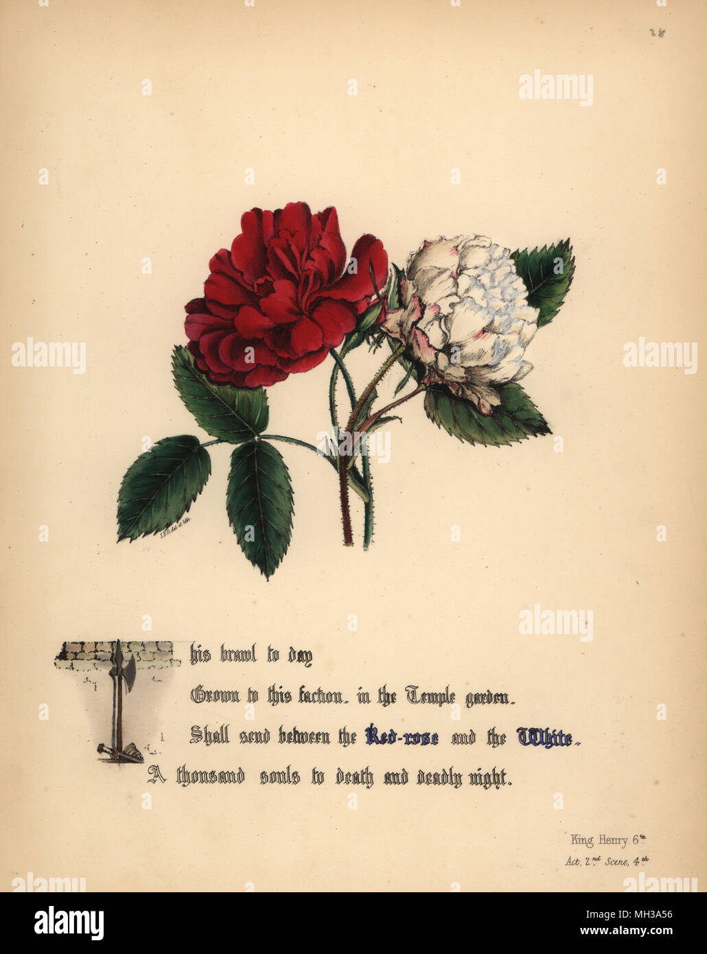 Rot-rosa und weiße Rose (König Heinrich VI.). Handcoioured botanischen Abbildung gezeichnet und von Jane Elizabeth Giraud aus den Blüten von Shakespeare, Tag und Haghe, London, 1845 Lithographiert. Stockfoto