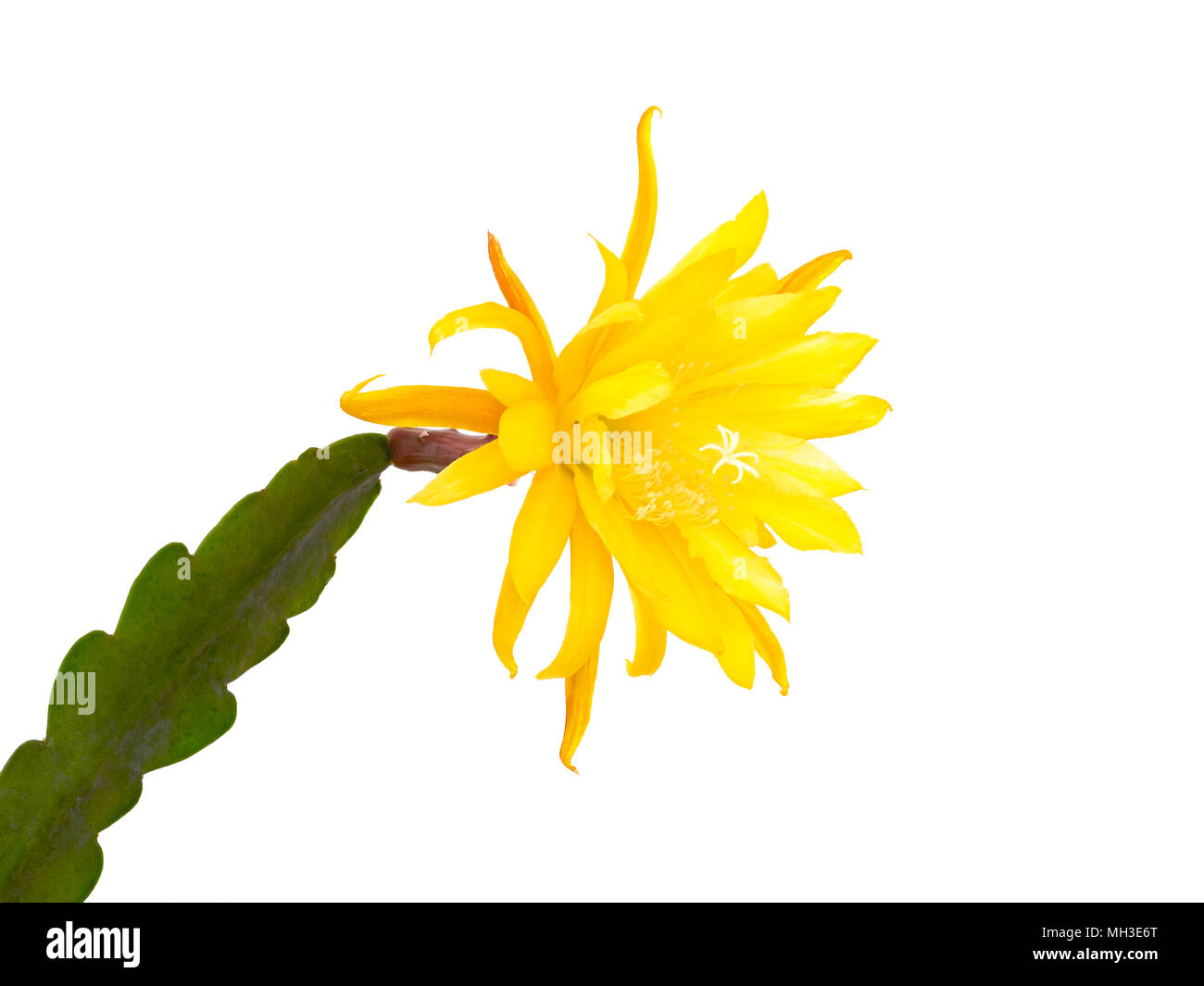 Gelb blühende Kakteen Epiphyllum (Hybrid) isoliert Stockfoto