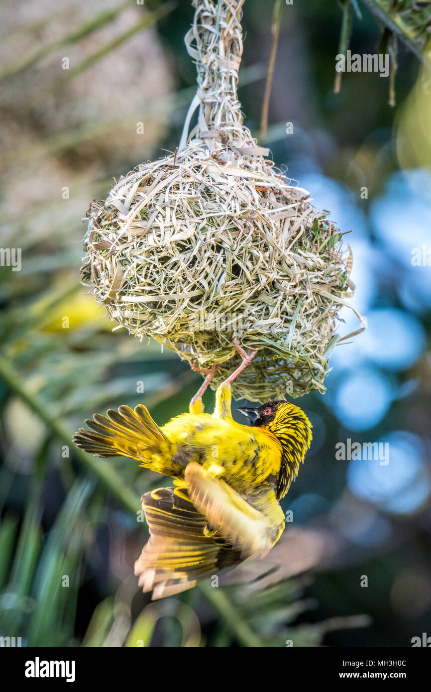 Männliche Village Weaver (Ploceus cucullatus) unter seine gewebte Nest unterbrochen und seine Flügel, Hwange, Simbabwe Stockfoto
