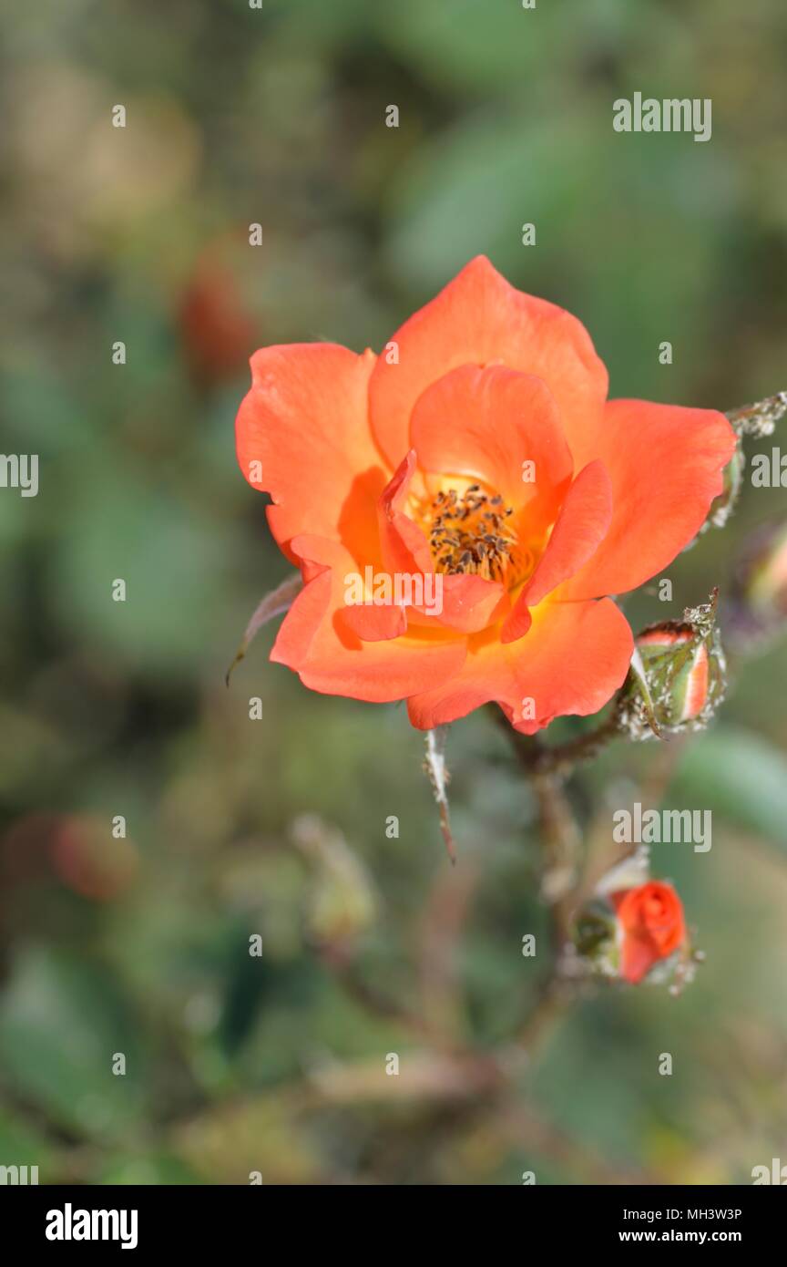 Rose Herzlich Willkommen Stockfoto