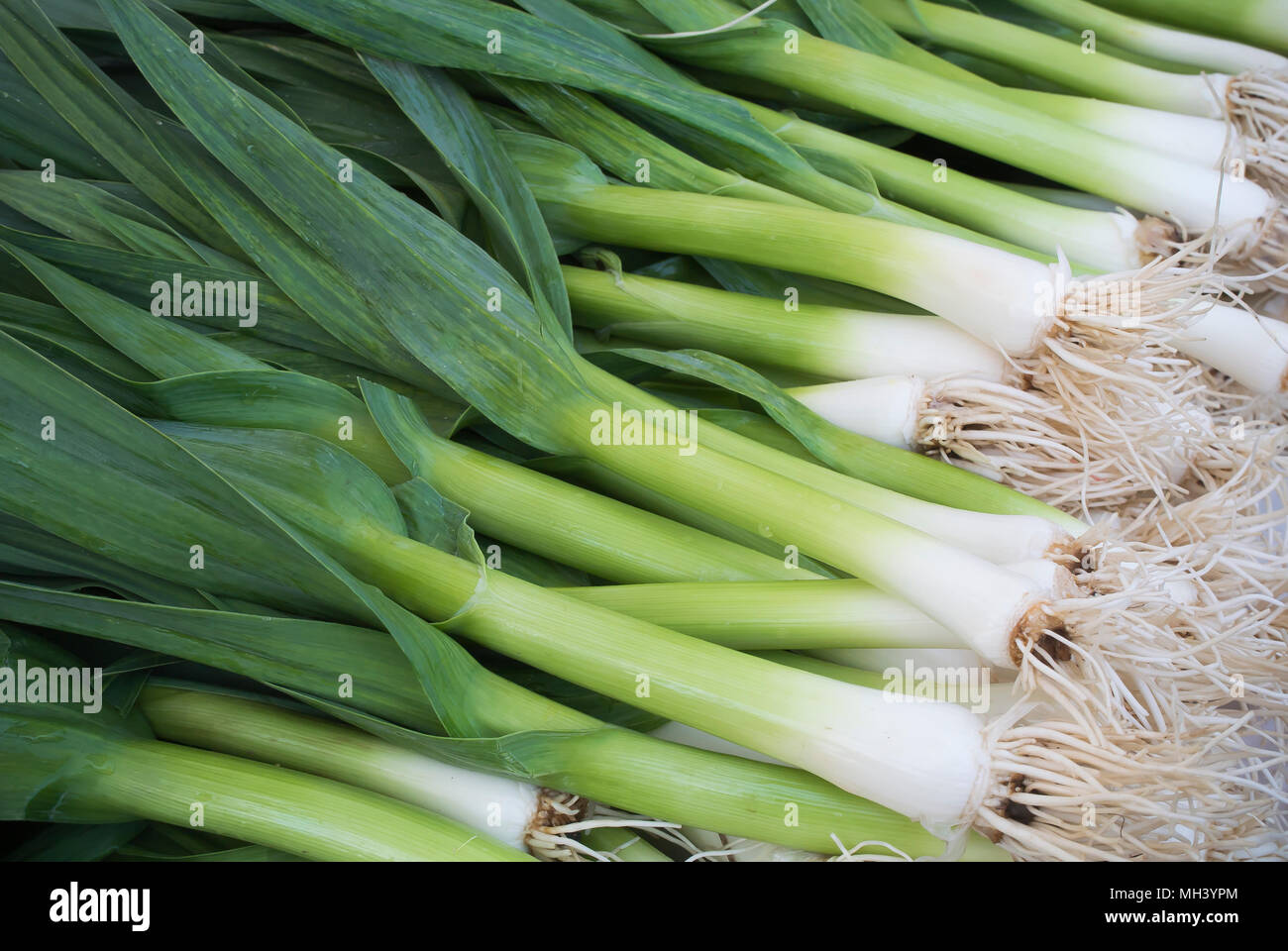 Grün Knoblauch - Close Up Stockfoto