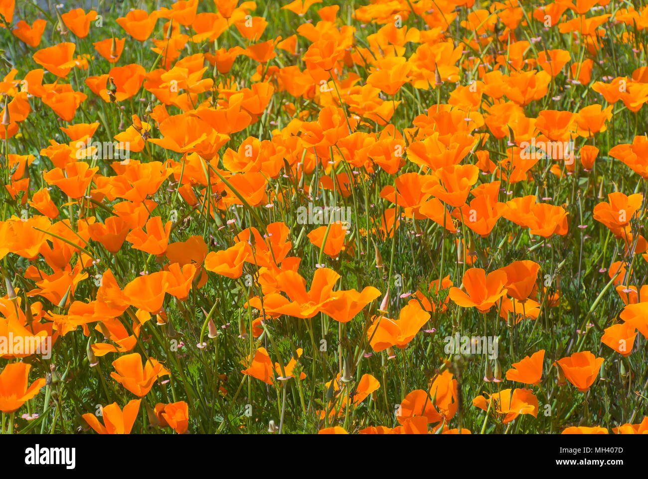 Field of California Poppies Stockfoto