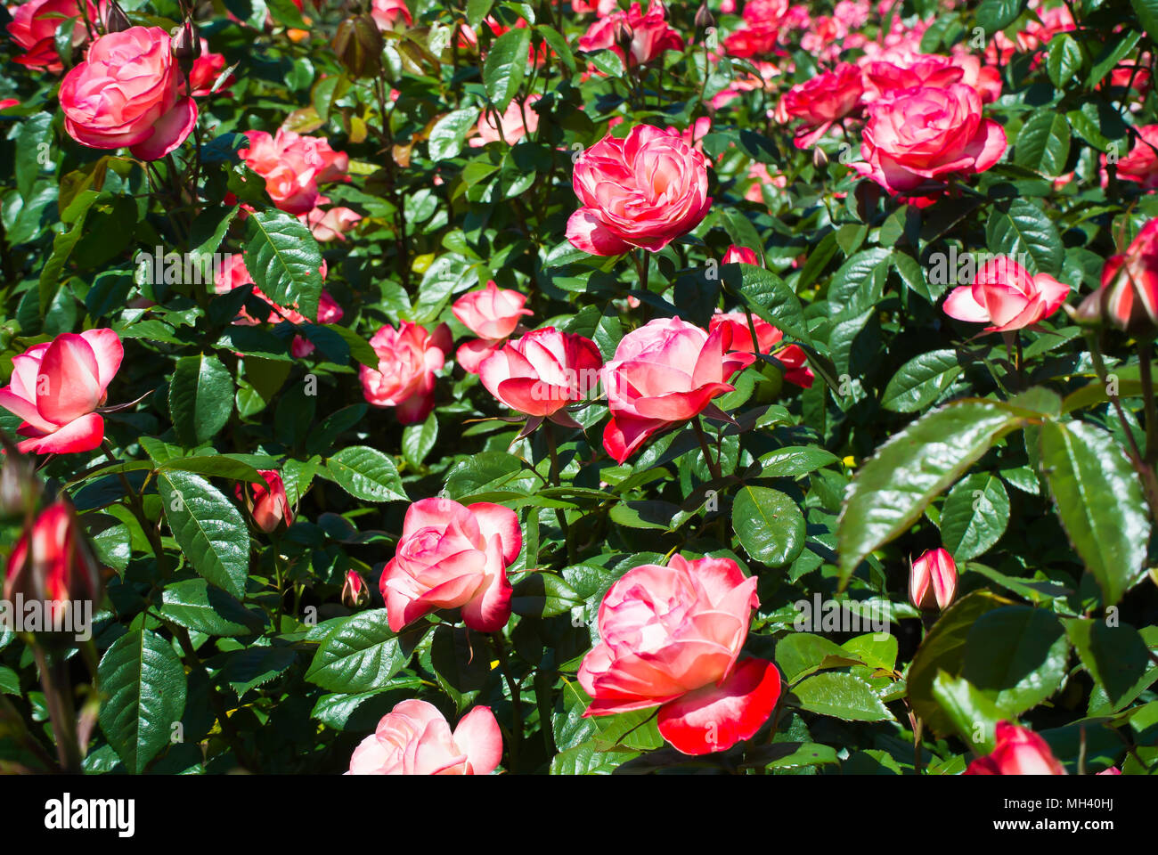 "Coretta Scott King' Rosen in voller Blüte. Stockfoto