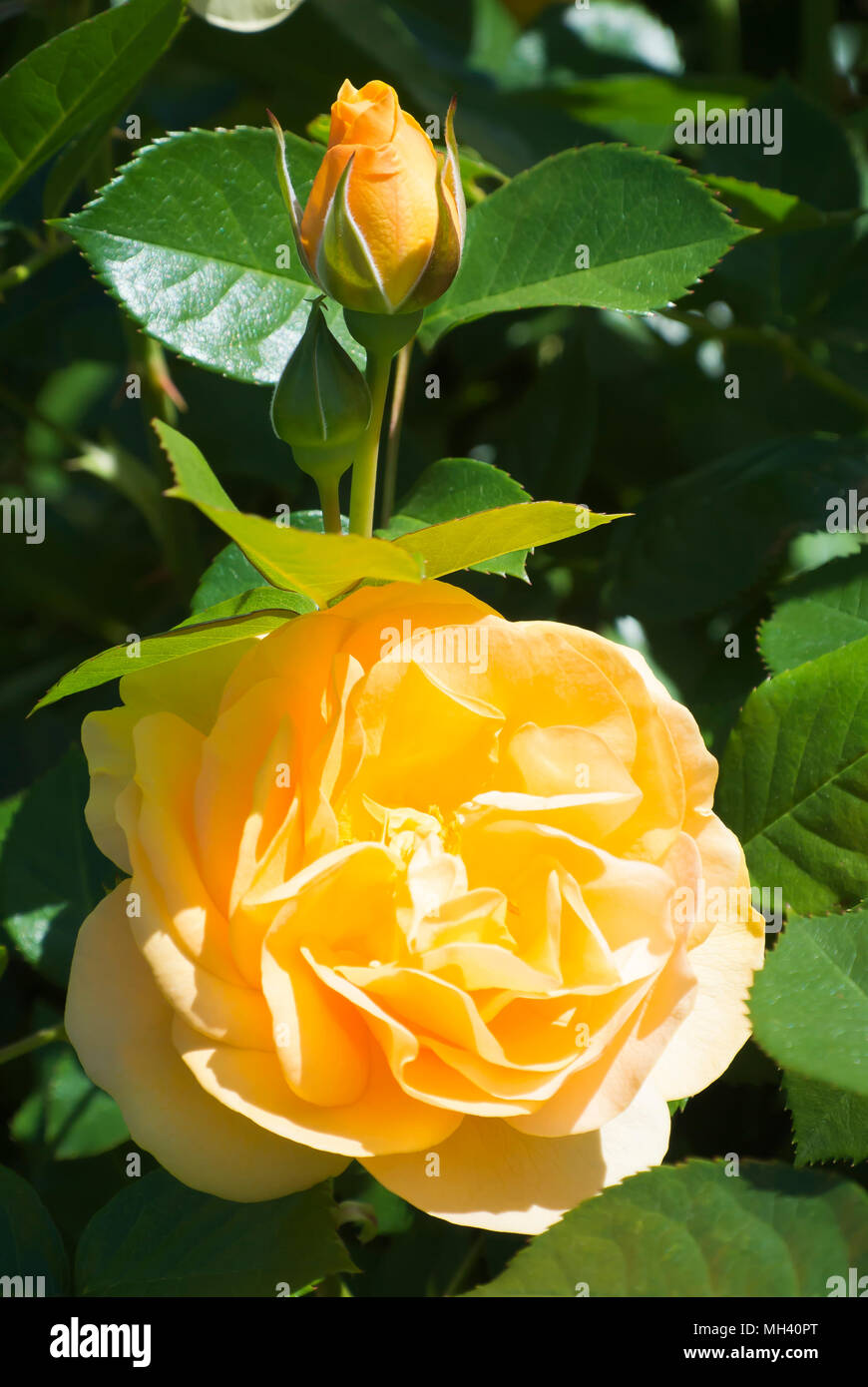 Einzelne gelbe Rose mit Rose Bud Stockfoto