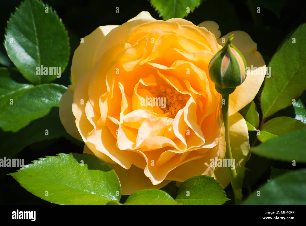 Einzelne gelbe Rose mit Rose Bud Stockfoto