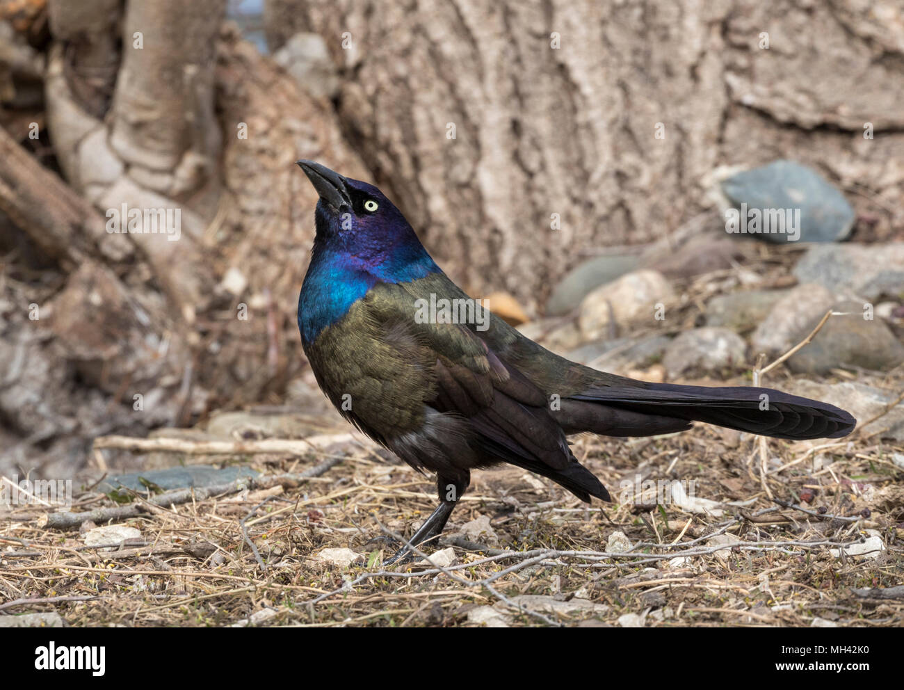 Gemeinsame Grackle am Frühling Zeit Stockfoto