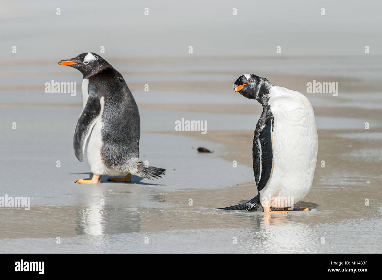 37++ Haben pinguine knie sprueche , Lustige Bilder Mit Pinguinen