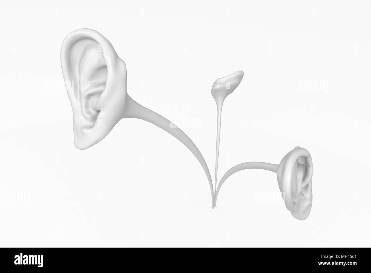 Isolierte wachsenden 3d menschliche Ohr Modelle, über Weiß Stockfoto