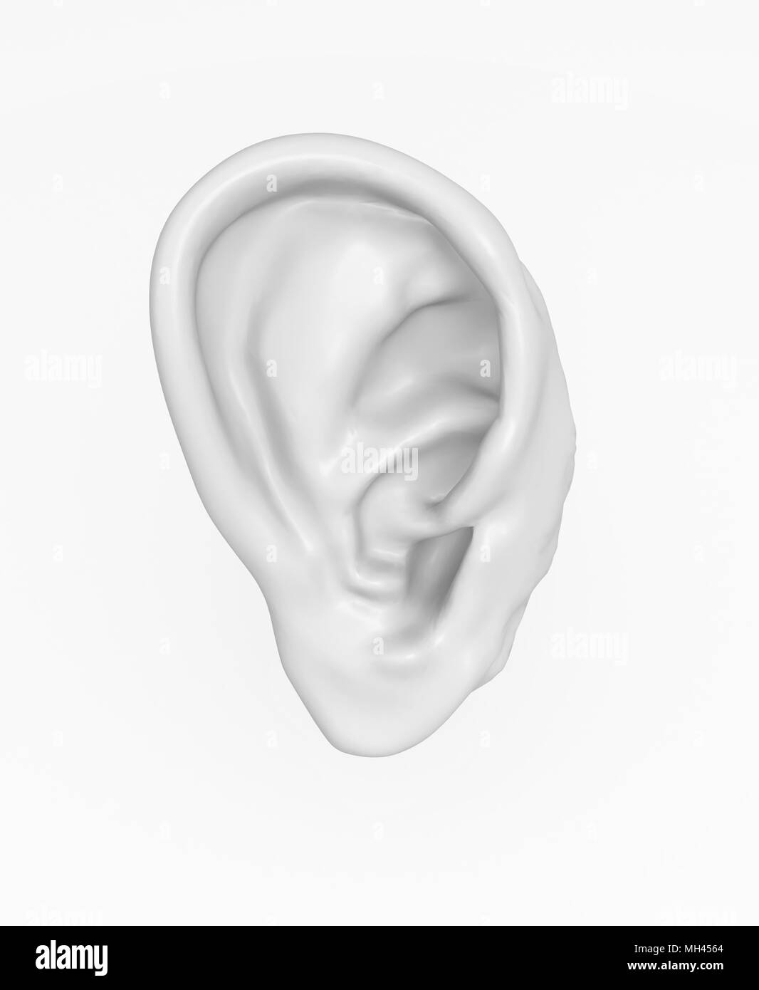 Isolierte 3d human EAR-Modells, auf das über Weiß Stockfoto