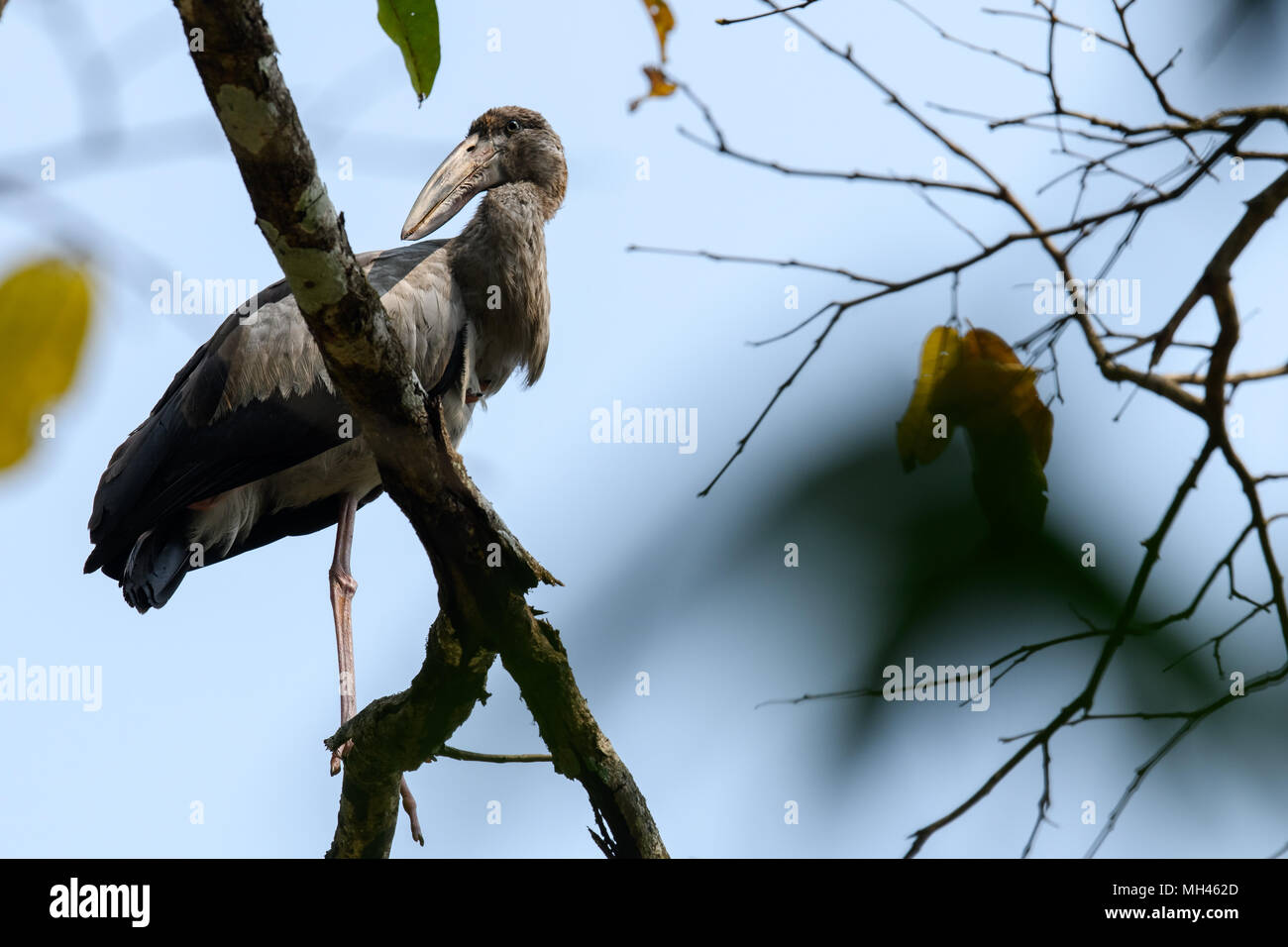 Bunte Vögel in Kerala, Indien, Wasservögel Stockfoto