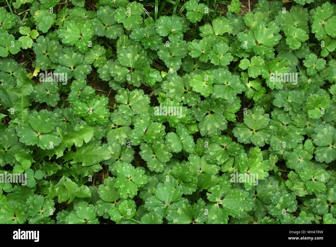 Blatt der kriechende Hahnenfu Ranunculus repens 'Unkraut' Stockfotografie  - Alamy