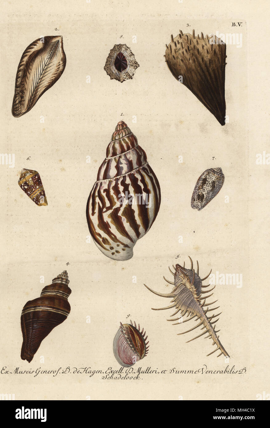 Wellhornschnecken Buccinum undatum, 1, die Arche Noah, Arca noae 2, edel Stifteschale, Pinna nobilis 3, Tusus brevis 4, Caltrop murex Murex tribulus 5, Admiral admiralis Kegel, Conus6, Spirale, Voluta arenata 7, Limpet, Patella Vulgata 8 und elegante Venus Muschel, Pitar Dione 9. Papierkörbe Kupferstich von Georg Wolfgang Knorr von seinem Deliciae Naturae Selectae von Kabinet van Zeldzaamheden der Natuur, Blusse und Sohn, Nürnberg, 1771. Exemplare aus der Wunderkammer oder Kabinett der Kuriositäten von D. de Hagen, P.L. Muller und Uhr Schadeloock. Stockfoto