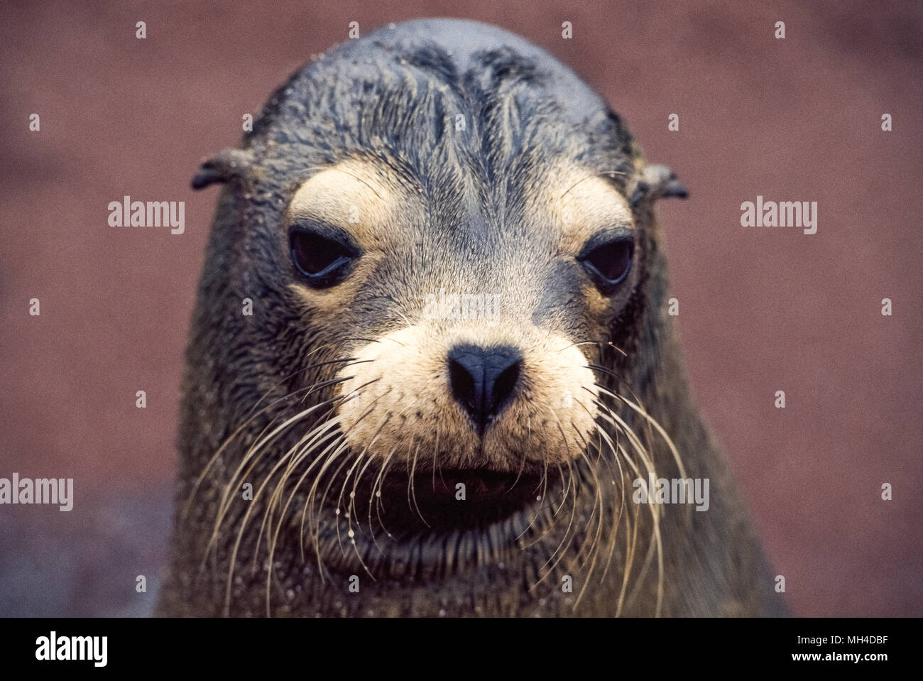 Eine nette junge Galapagos Sea Lion stellt für ein Portrait auf Rabida Insel in der Galapagos Inseln (Archipiélago de Colón), eine Provinz in Ecuador im Pazifischen Ozean vor der Westküste von Südamerika. Diese Art der Seelöwe (Zalophus wollebaeki) ist fast ausschließlich auf die Galapagos und hat eine sehr soziale Wesen nach auf Besucher. Die Meeressäuger und andere Wildtiere haben Schutz seit 1959 mit der Gründung des Galapagos Nationalparks und der Charles Darwin Foundation. Seelöwen sind als Ohrenrobben bezeichnet, da sie externe Ohrenklappen haben. Stockfoto