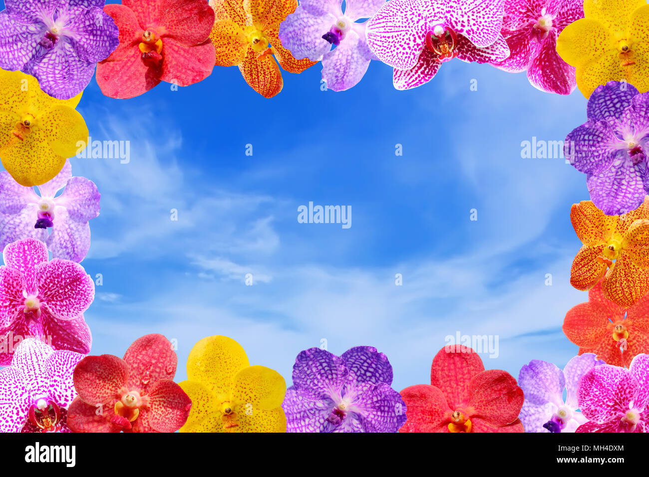 Blume Rahmen Hintergrund - Orchid Flower blau Himmel Hintergrund Stockfoto