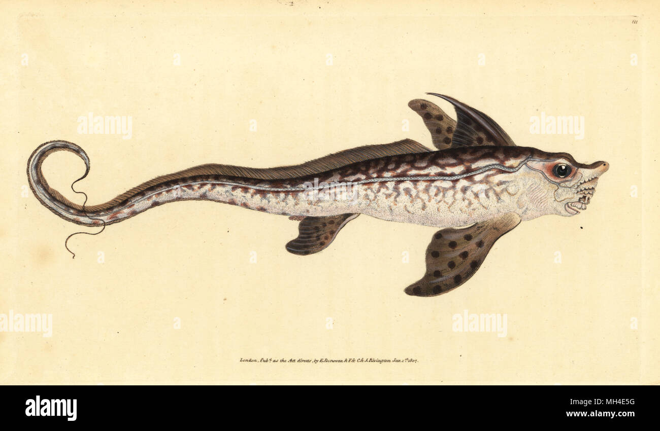 Rabbitfish oder Seeungeheuer, Chimaera monstrosa. In der Nähe von bedroht. Papierkörbe Kupferstich erstellt und von Edward Donovan aus seiner natürlichen Geschichte der britischen Fische, Donovan und F.C. und J. Rivington, London, 1802-1808 eingraviert. Stockfoto