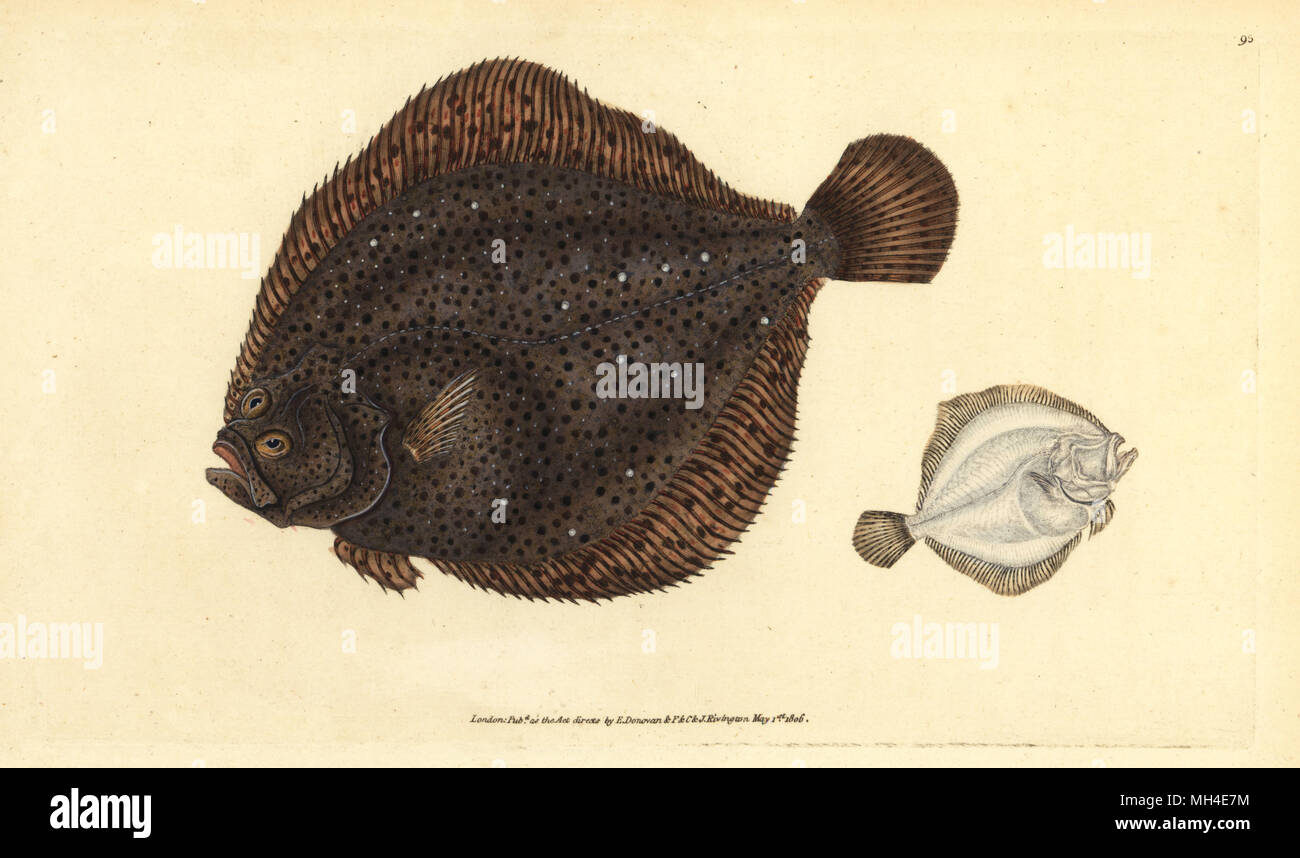 Brill oder Pearl, Scophthalmus rhombus (Pleuronectes Rhombus). Papierkörbe Kupferstich erstellt und von Edward Donovan aus seiner natürlichen Geschichte der britischen Fische, Donovan und F.C. und J. Rivington, London, 1802-1808 eingraviert. Stockfoto