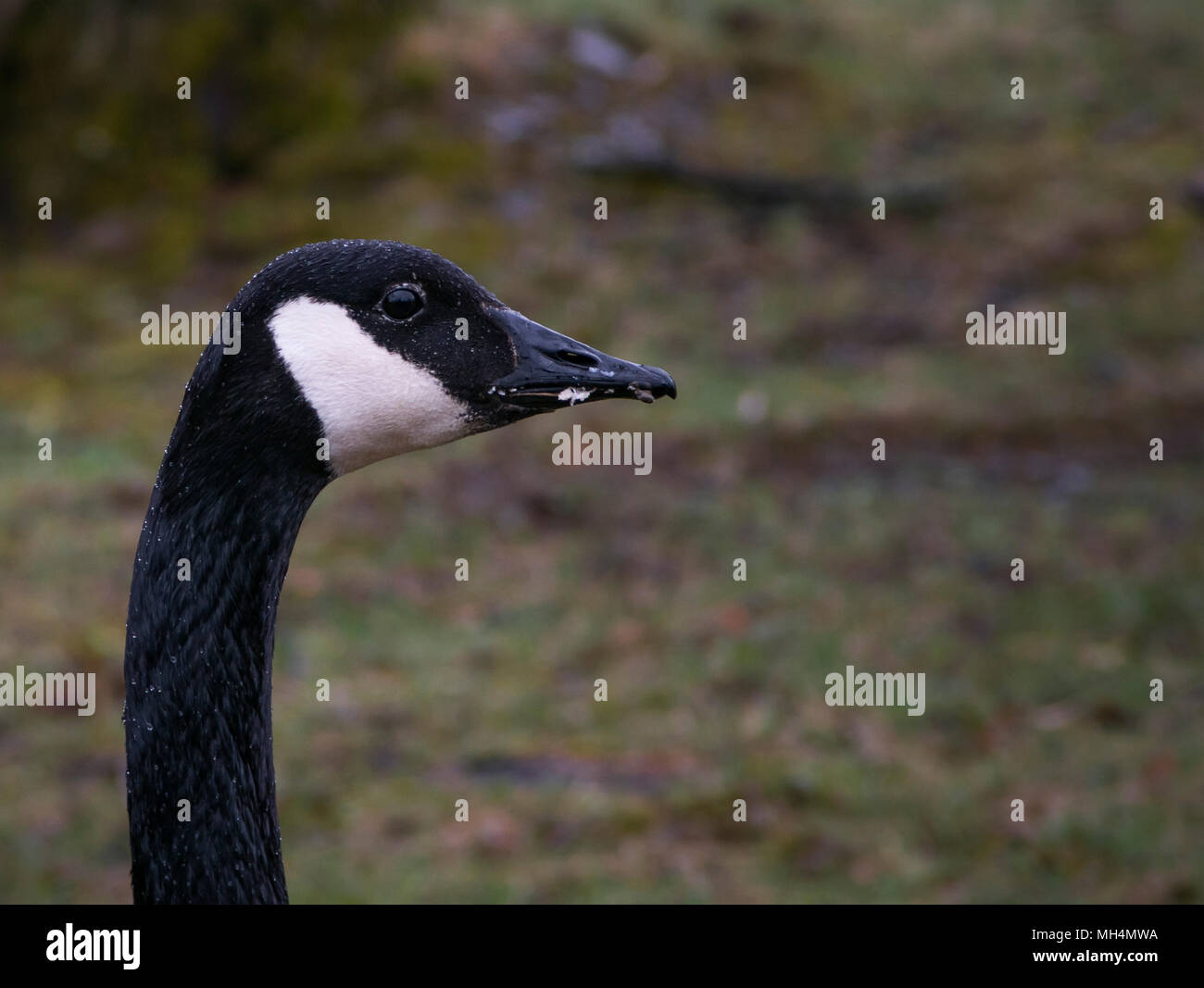 Kopf schoss einer Kanadagans Stockfoto