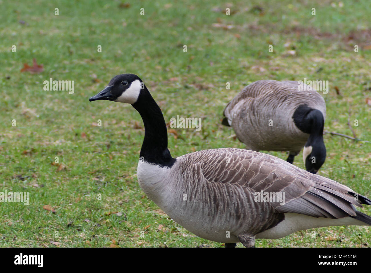 Kanada Gans Feeds und Schwimmer in einem kleinen See in Upstate New York Stockfoto