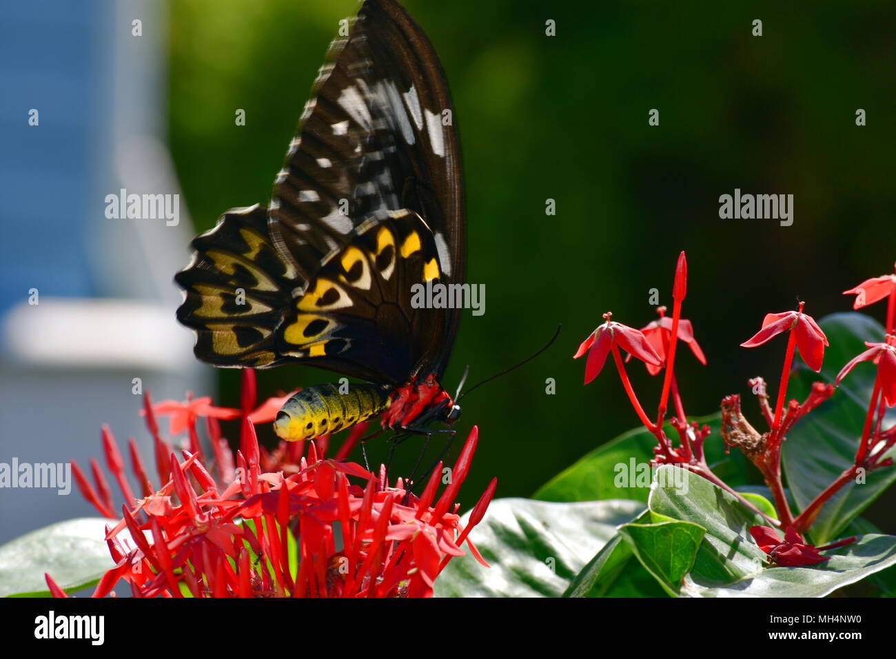 Ornithoptera euphorion, weiblichen Cairns birdwing Butterfly. Stockfoto