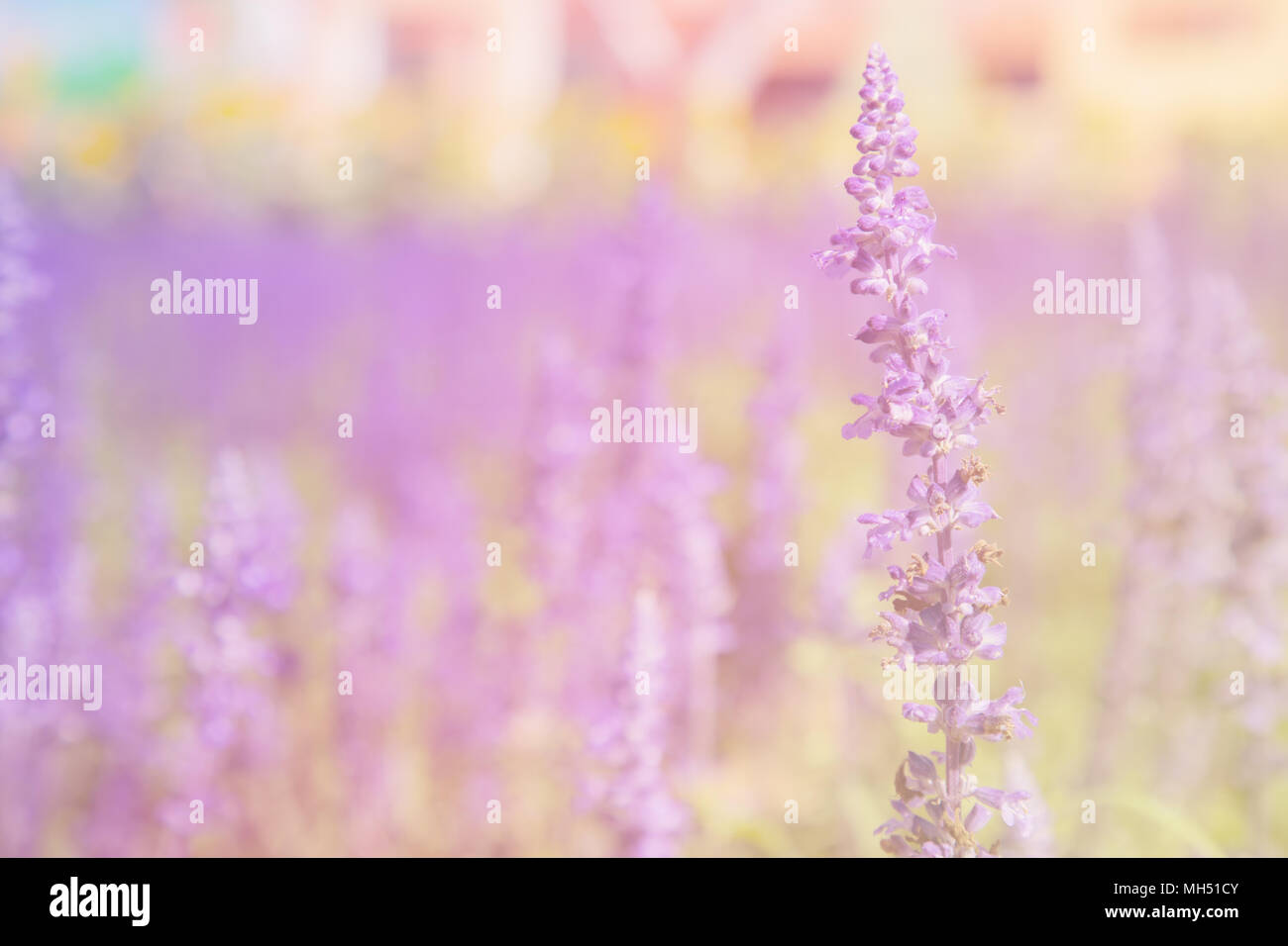 Schönen blauen salvia Blume Wissenschaftlicher Name ist Salvia farinacea Benth normale Name ist Mehlig Cap Salbei blüht im Garten. Pastelltönen. Stockfoto